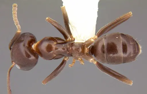 Linepithema dispertitum specimen CASENT0106980 image casent0106980_1