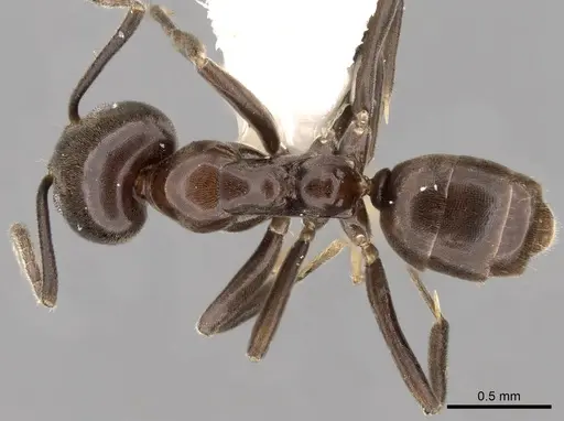 Linepithema dispertitum specimen CASENT0249741 image casent0249741_1