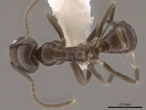 Linepithema dispertitum specimen CASENT0631878 image casent0631878_1