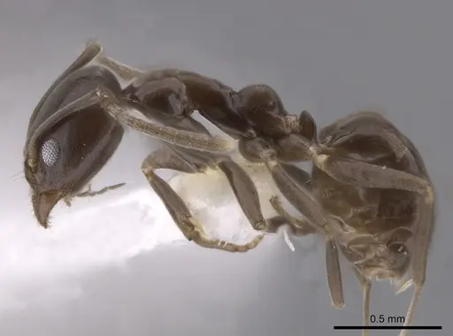 Linepithema dispertitum specimen CASENT0631878 image casent0631878_3