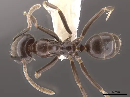 Linepithema dispertitum specimen CASENT0637197 image casent0637197_1