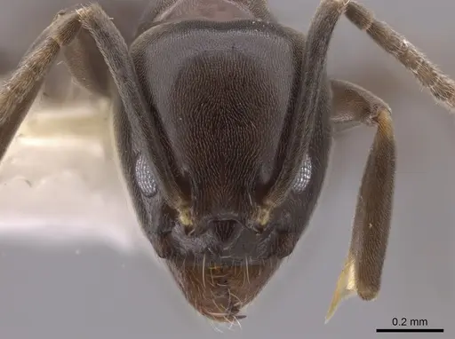 Linepithema dispertitum specimen CASENT0637197 image casent0637197_2