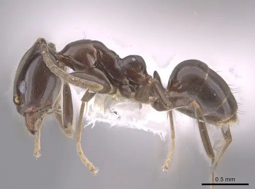 Linepithema dispertitum specimen CASENT0637197 image casent0637197_3