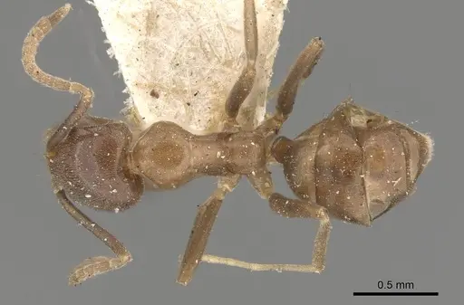 Linepithema dispertitum specimen CASENT0909564 image casent0909564_1