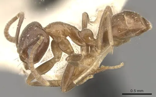 Linepithema dispertitum specimen CASENT0909564 image casent0909564_3