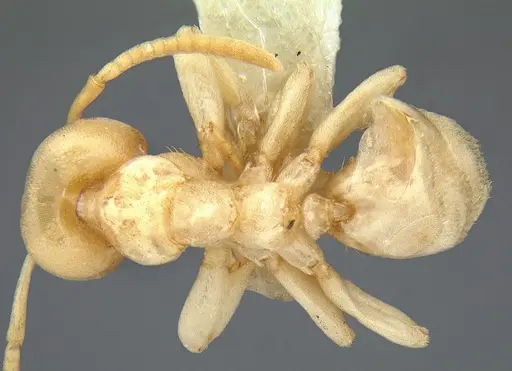 Linepithema flavescens specimen CASENT0106977 image casent0106977_1