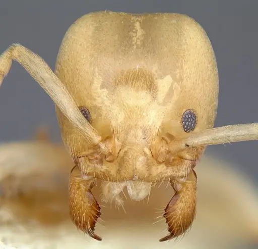 Linepithema flavescens specimen CASENT0106977 image casent0106977_2