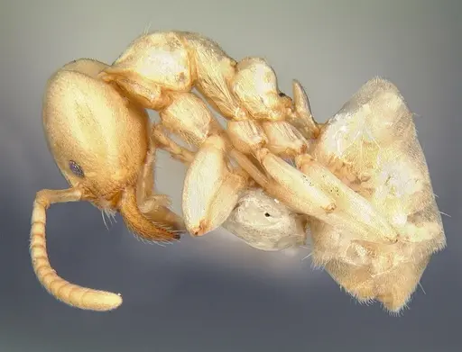 Linepithema flavescens specimen CASENT0106977 image casent0106977_3