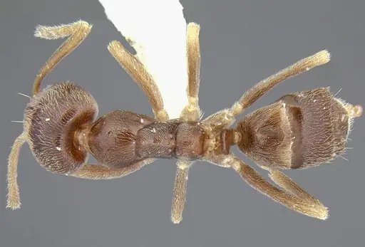 Linepithema fuscum specimen CASENT0106976 image casent0106976_1