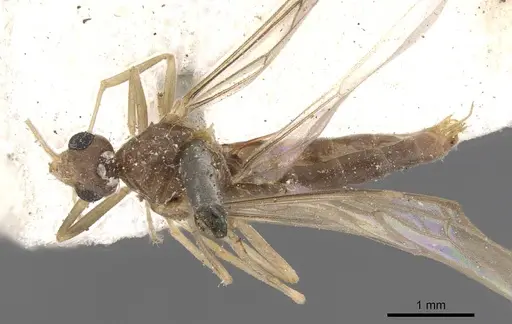 Linepithema fuscum specimen CASENT0909490 image casent0909490_1