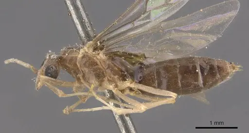Linepithema fuscum specimen CASENT0909490 image casent0909490_3