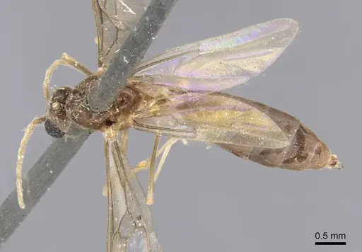 Linepithema fuscum specimen CASENT0915576 image casent0915576_1