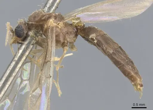 Linepithema fuscum specimen CASENT0915576 image casent0915576_3