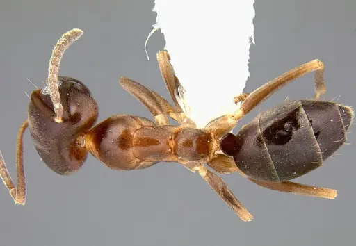 Linepithema gallardoi specimen CASENT0106981 image casent0106981_1
