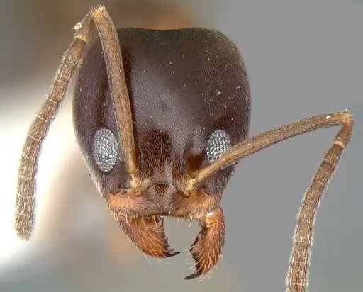 Linepithema gallardoi specimen CASENT0106981 image casent0106981_2