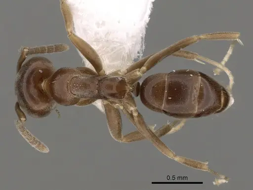 Linepithema gallardoi specimen CASENT0249732 image casent0249732_1