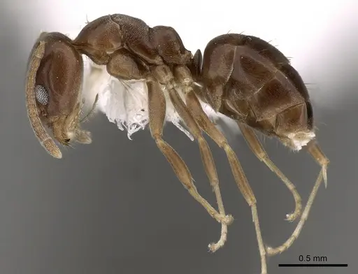 Linepithema gallardoi specimen CASENT0249732 image casent0249732_3