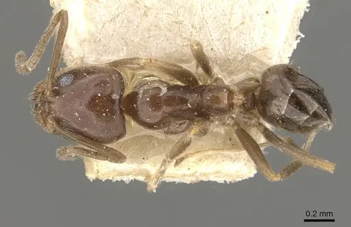 Linepithema gallardoi specimen CASENT0909568 image casent0909568_1