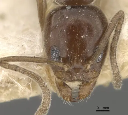 Linepithema gallardoi specimen CASENT0909568 image casent0909568_2