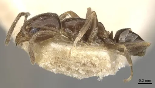 Linepithema gallardoi specimen CASENT0909568 image casent0909568_3