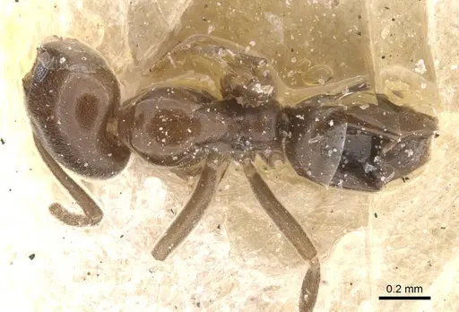 Linepithema gallardoi specimen CASENT0911564 image casent0911564_1