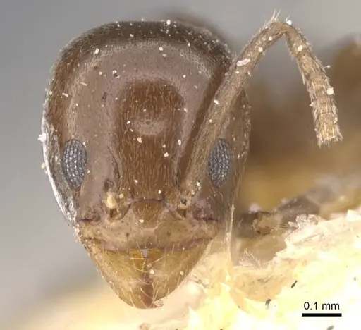 Linepithema gallardoi specimen CASENT0911564 image casent0911564_2