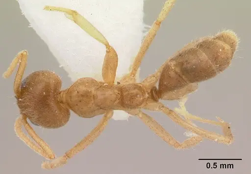 Linepithema hirsutum specimen CASENT0179544 image casent0179544_1