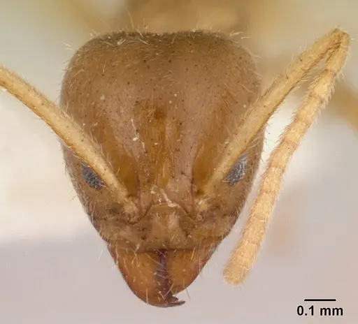 Linepithema hirsutum specimen CASENT0179544 image casent0179544_2