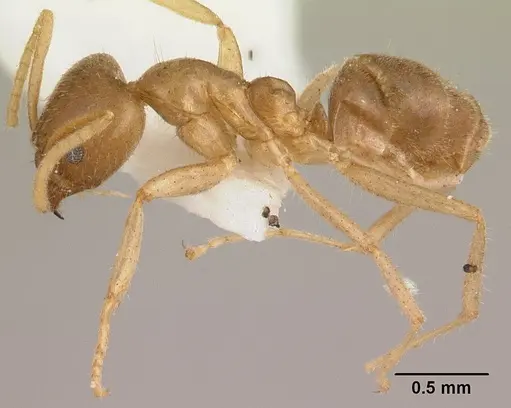 Linepithema hirsutum specimen CASENT0179544 image casent0179544_3