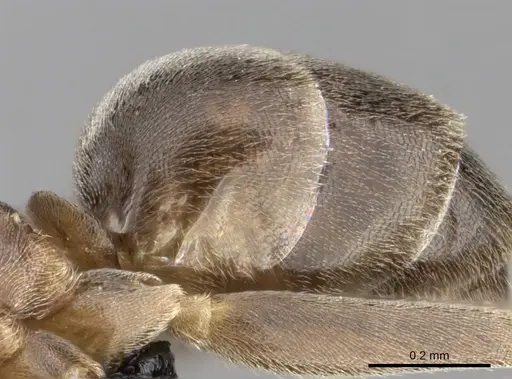 Linepithema humile specimen CASENT0000012 image casent0000012_1