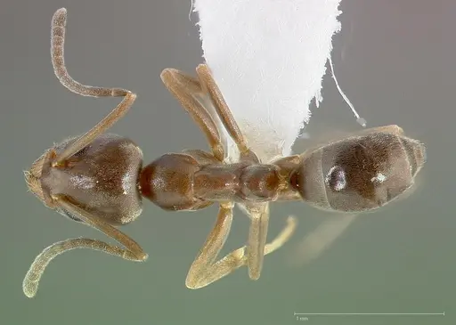 Linepithema humile specimen CASENT0005323 image casent0005323_1