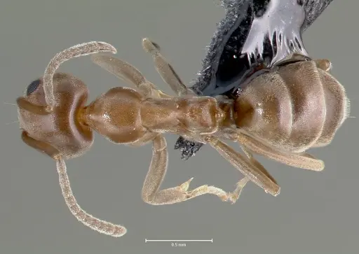 Linepithema humile specimen CASENT0006019 image casent0006019_1