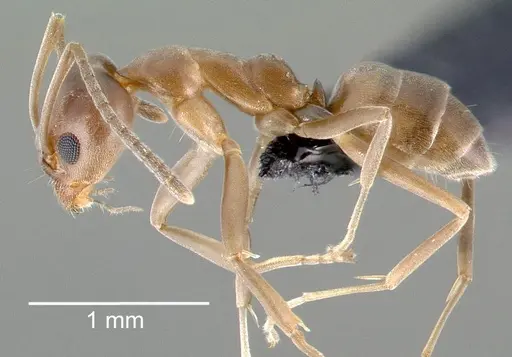 Linepithema humile specimen CASENT0006019 image casent0006019_3