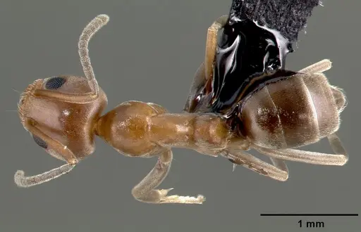 Linepithema humile specimen CASENT0006020 image casent0006020_1