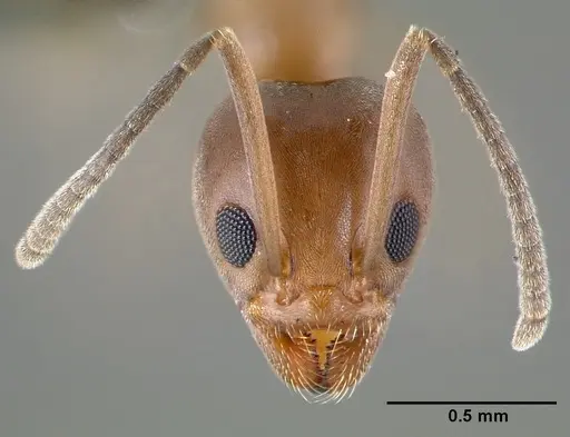 Linepithema humile specimen CASENT0006020 image casent0006020_2