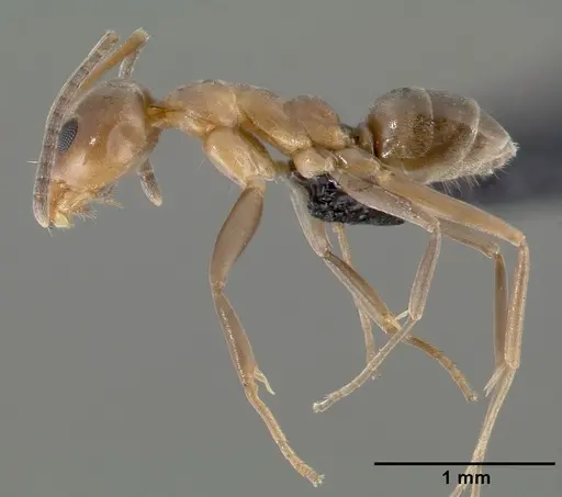 Linepithema humile specimen CASENT0006020 image casent0006020_3