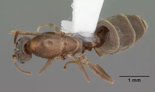 Linepithema humile specimen CASENT0104070 image casent0104070_1