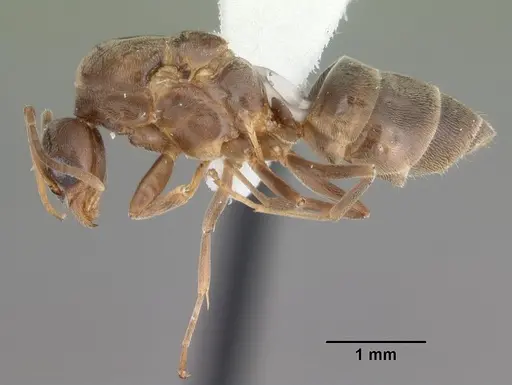 Linepithema humile specimen CASENT0104070 image casent0104070_3