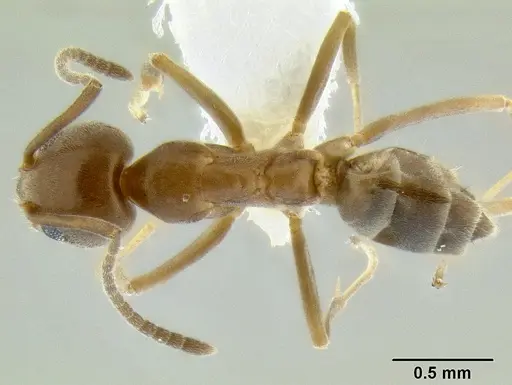 Linepithema humile specimen CASENT0106119 image casent0106119_1