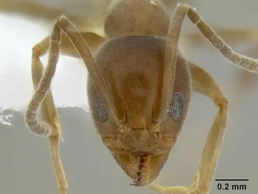 Linepithema humile specimen CASENT0106119 image casent0106119_2