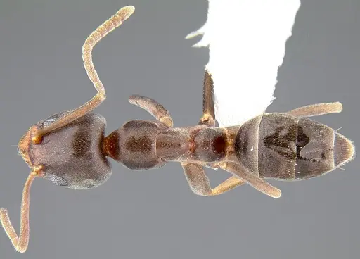 Linepithema humile specimen CASENT0106983 image casent0106983_1