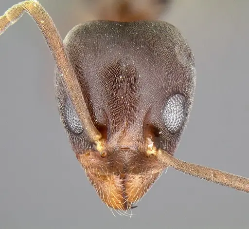 Linepithema humile specimen CASENT0106983 image casent0106983_2