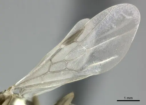 Linepithema humile specimen CASENT0246288 image casent0246288_4