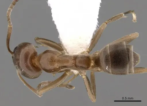 Linepithema humile specimen CASENT0249733 image casent0249733_1