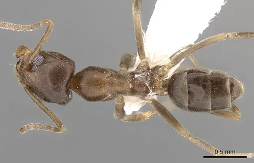 Linepithema humile specimen CASENT0280869 image casent0280869_1