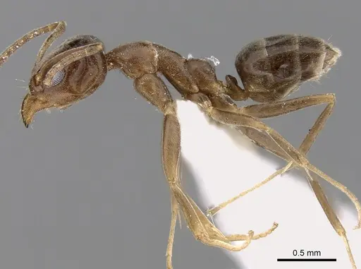 Linepithema humile specimen CASENT0280869 image casent0280869_3