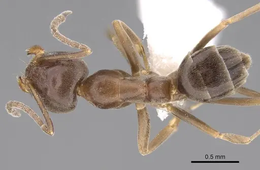 Linepithema humile specimen CASENT0281314 image casent0281314_1