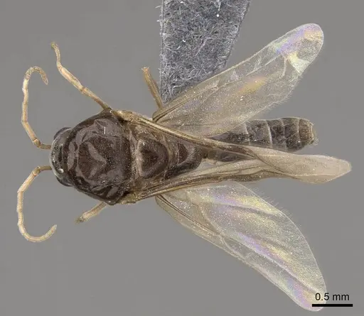Linepithema humile specimen CASENT0724858 image casent0724858_1