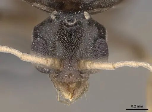 Linepithema humile specimen CASENT0724858 image casent0724858_2