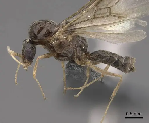 Linepithema humile specimen CASENT0724858 image casent0724858_3